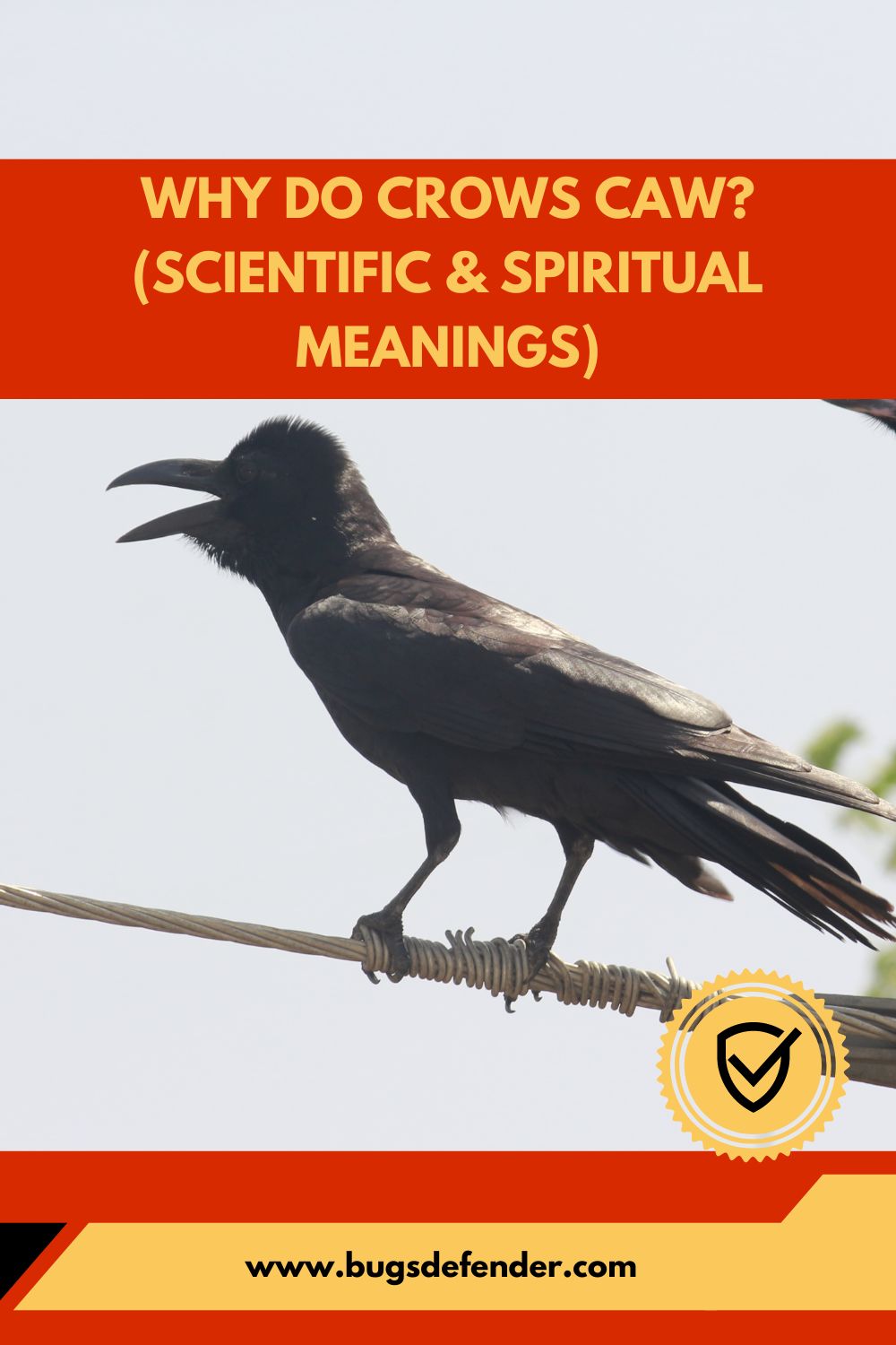 Why Do Crows Caw? (Scientific & Spiritual Meanings) pin1