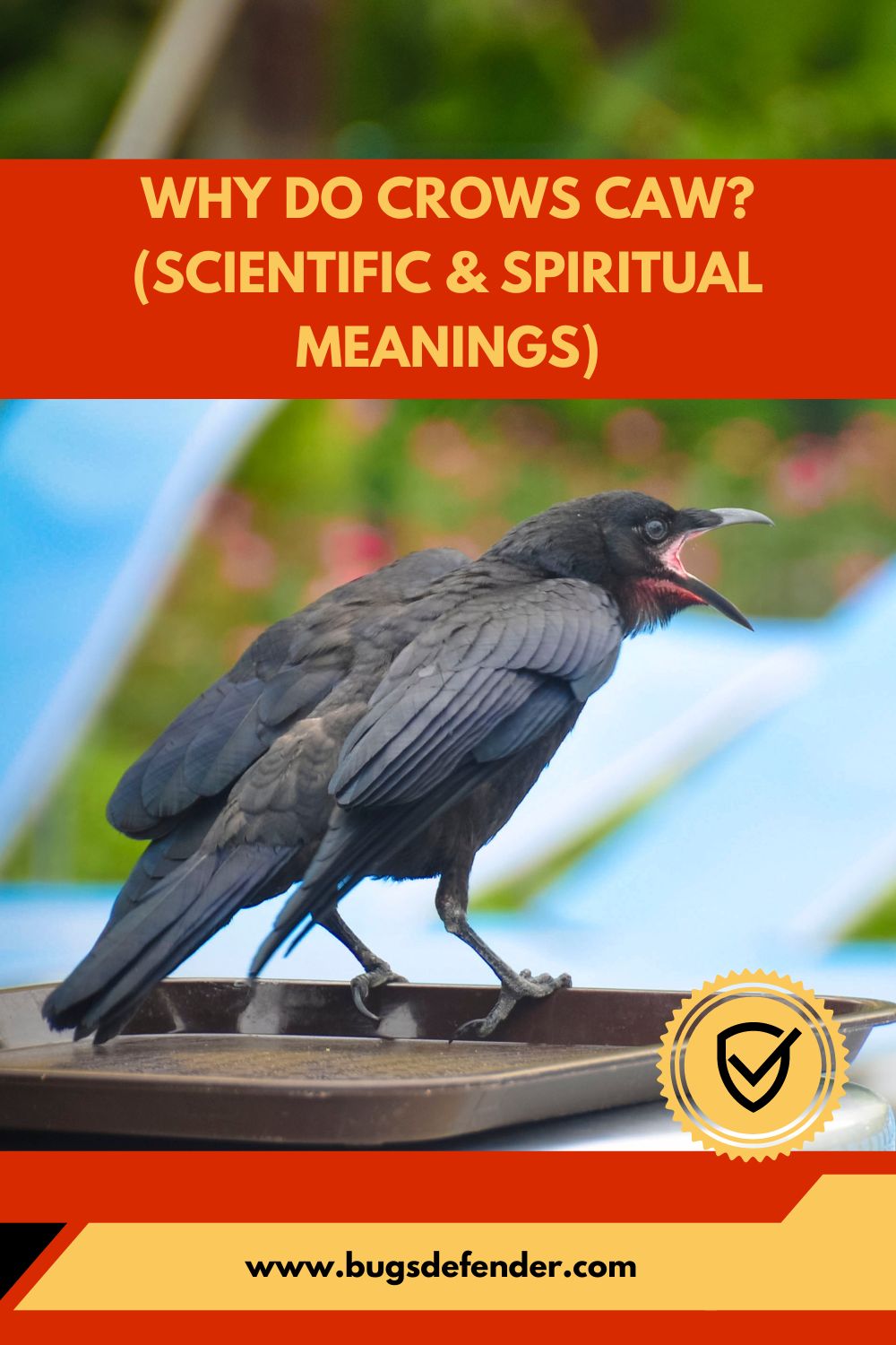 Why Do Crows Caw? (Scientific & Spiritual Meanings)pin2