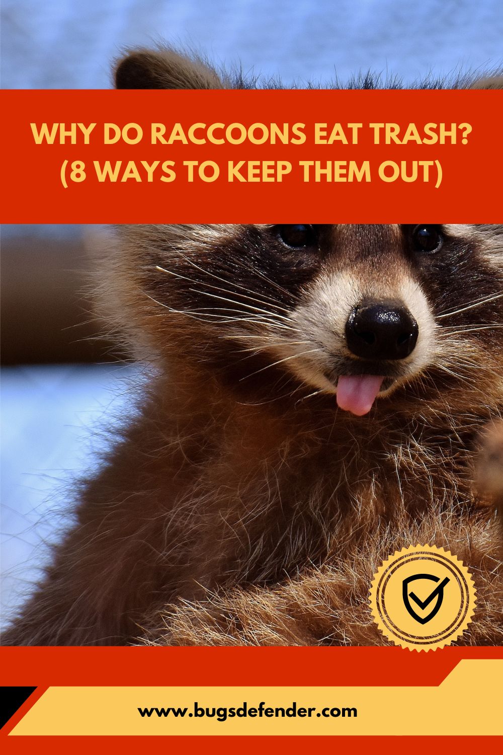 Why Do Raccoons Eat Trash (8 Ways To Keep Them Out) pin1
