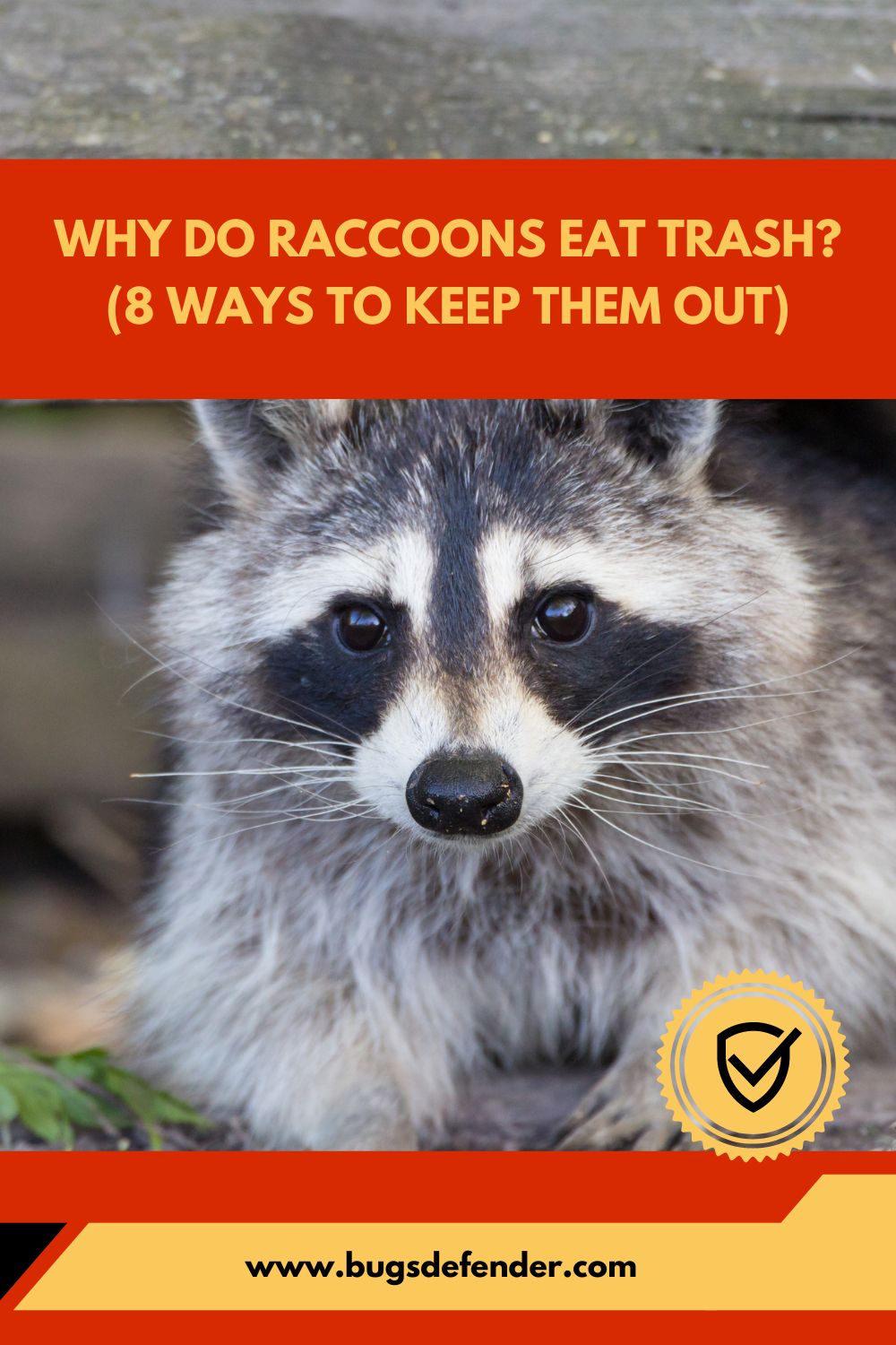 Why Do Raccoons Eat Trash (8 Ways To Keep Them Out) pin2