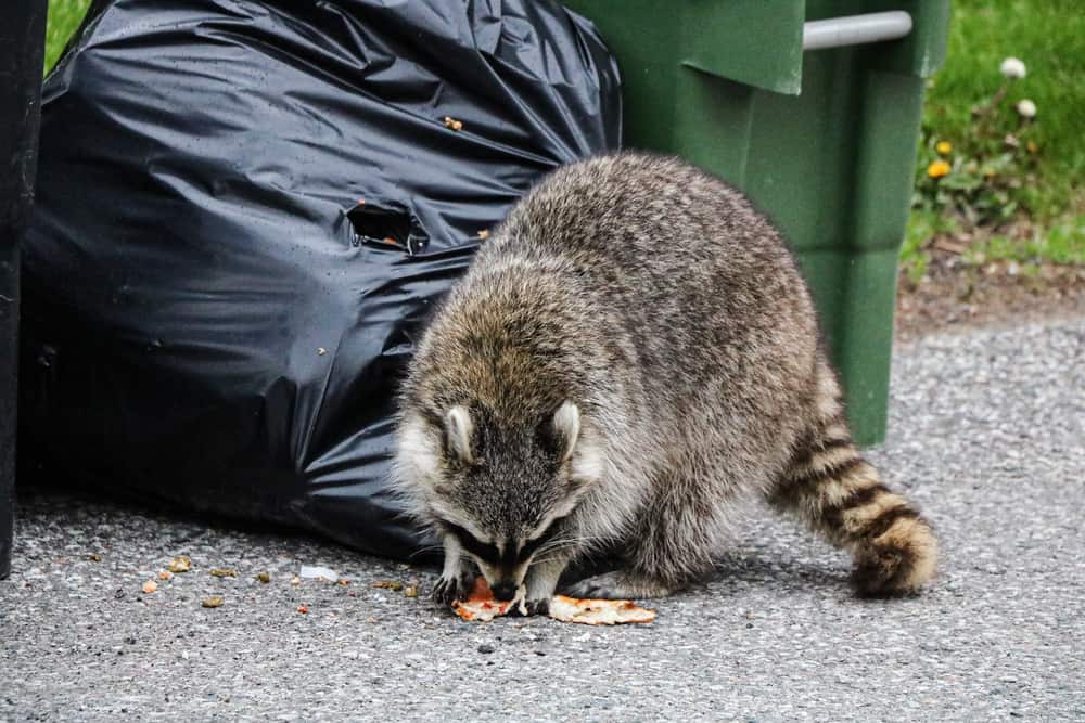 Why Do Raccoons Eat Trash