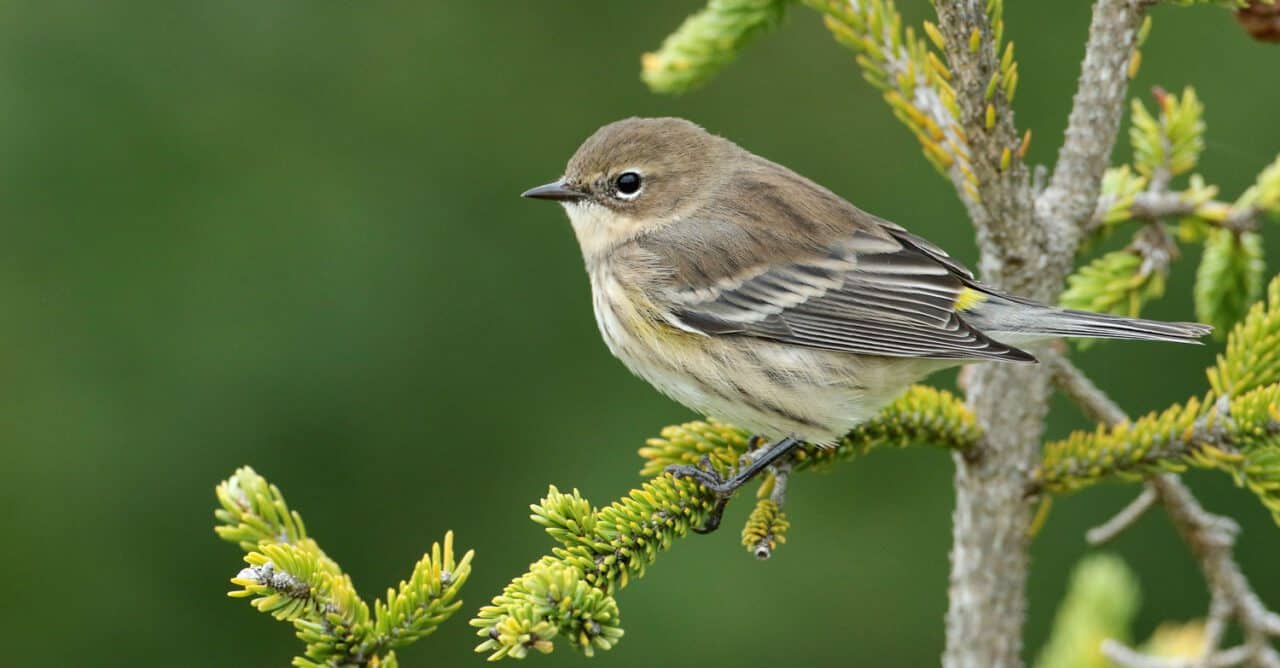 Why Noise Deterrents Help Keep Birds Away1