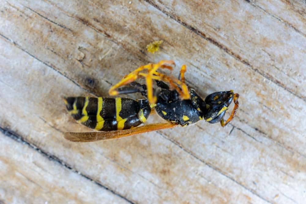 Why does wasp insecticide instantly kill wasps