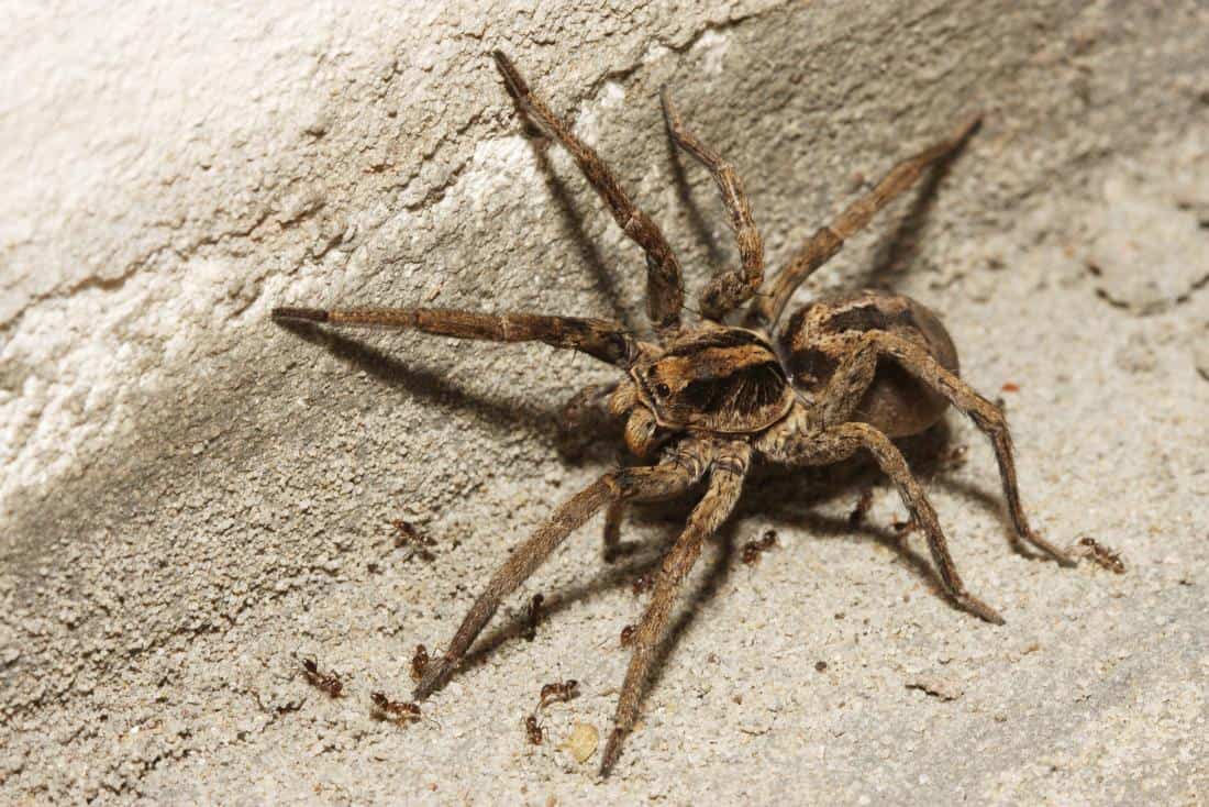 Wolf Spiders1