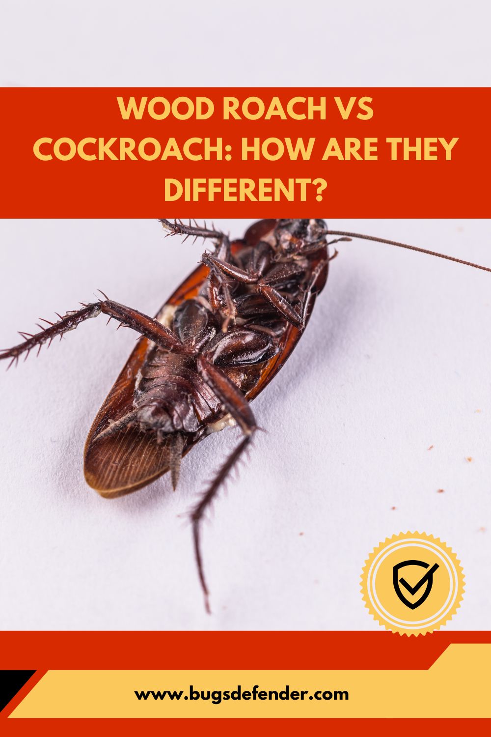 Wood Roach Vs Cockroach pin1