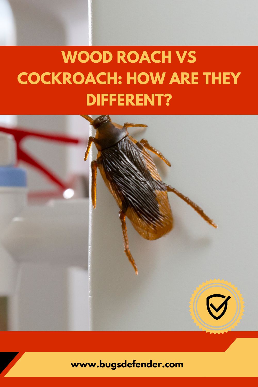Wood Roach Vs Cockroach pin2