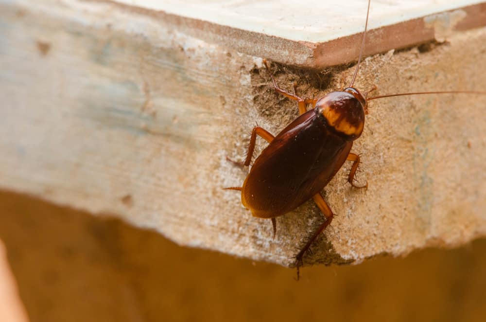 Wood Roach Vs Cockroach