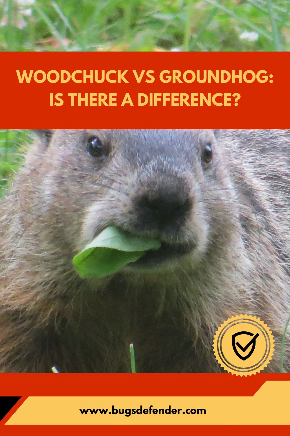 Woodchuck VS Groundhog Is There a Difference pin1