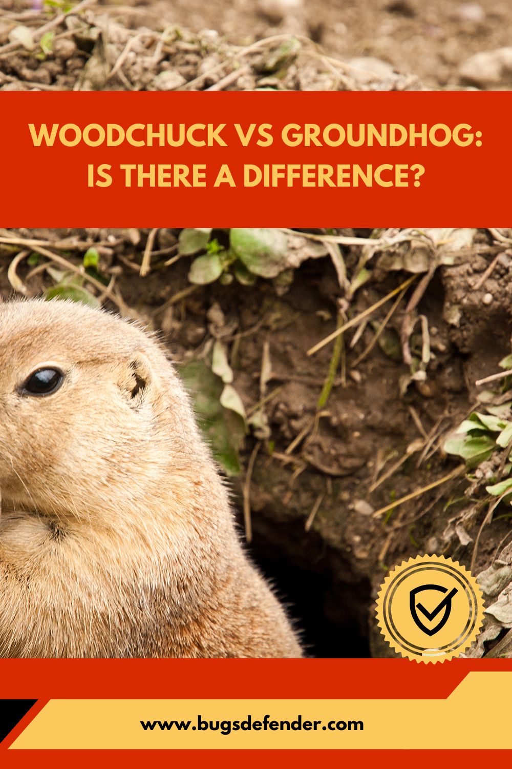 Woodchuck VS Groundhog Is There a Difference pin2