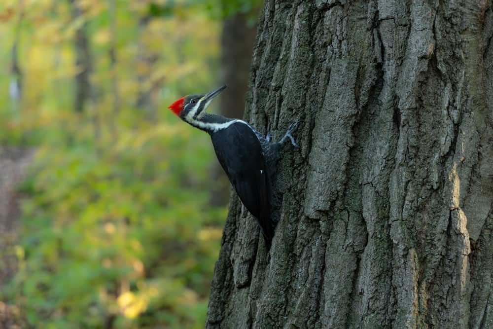 do woodpeckers peck at night