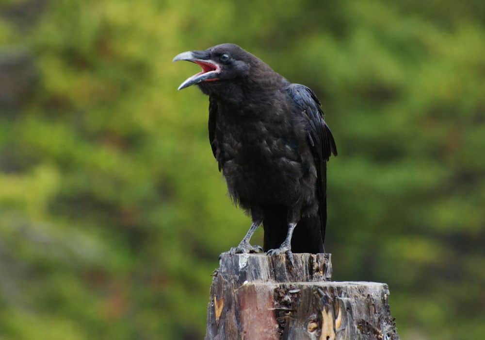 let's look at the superstitions behind crows that caw.