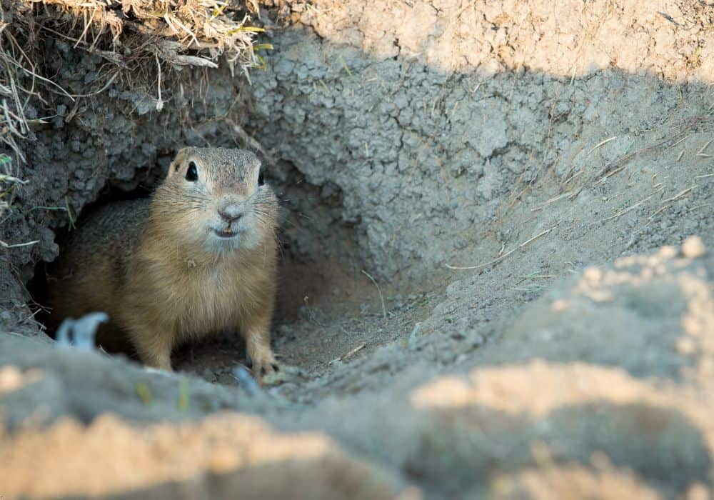 what smell do gophers hate