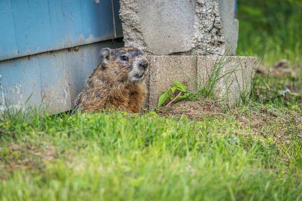what smell do groundhogs hate