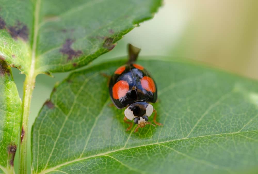 what smell do ladybugs hate
