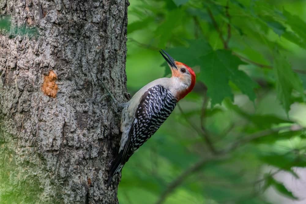 what smell do woodpeckers hate