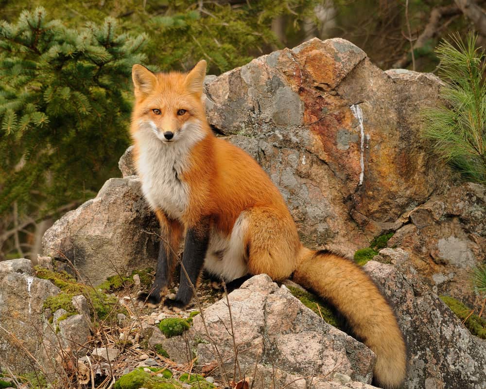 where do foxes live