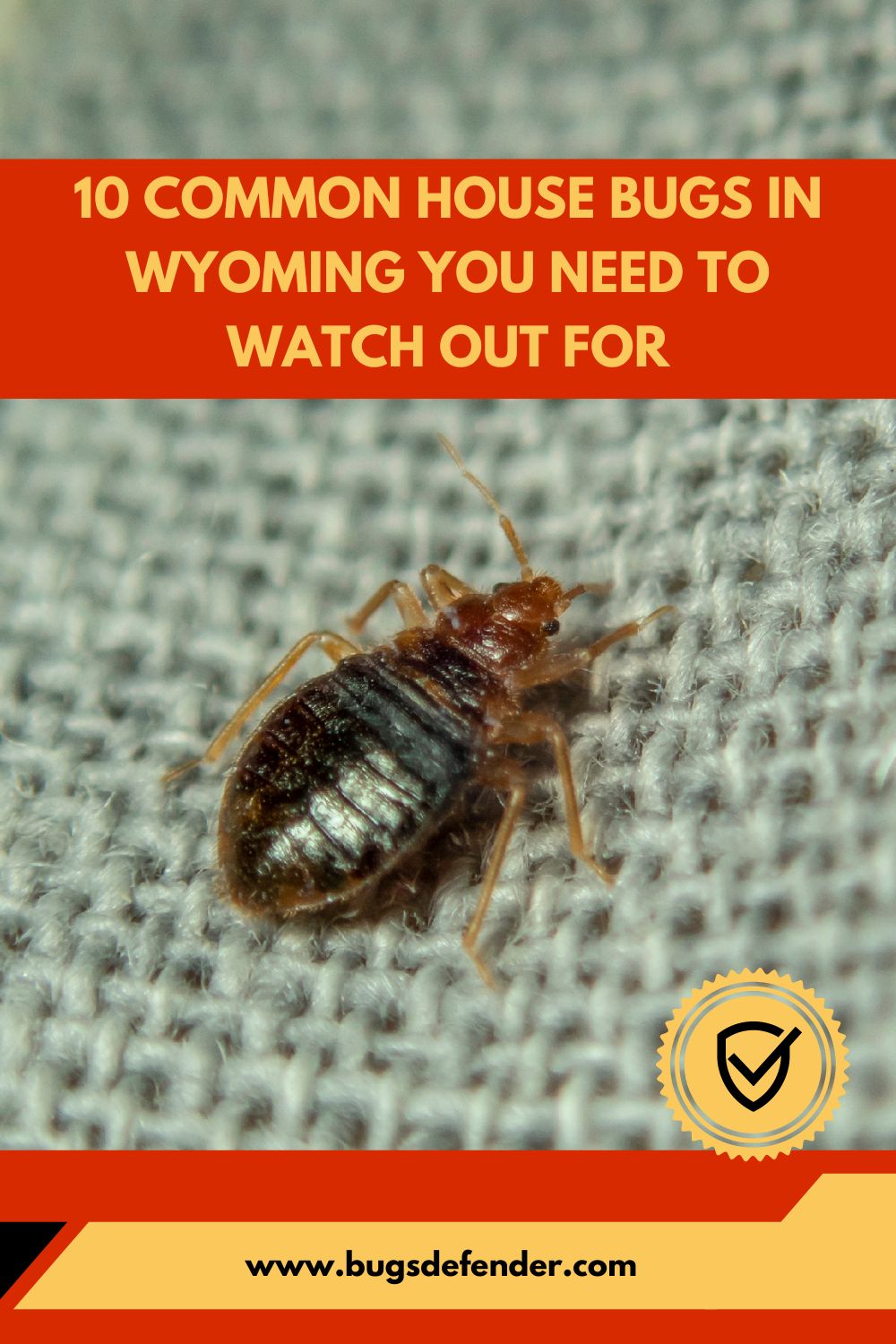 10 Common House Bugs in Wyoming You Need To Watch Out For pin1
