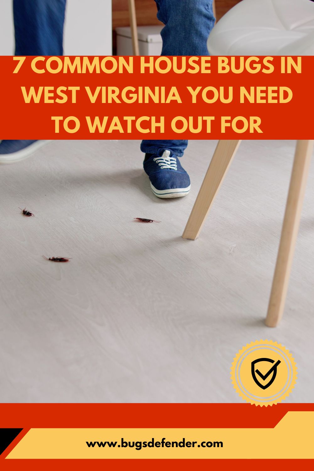7 Common House Bugs in West Virginia You Need To Watch Out For pin 1