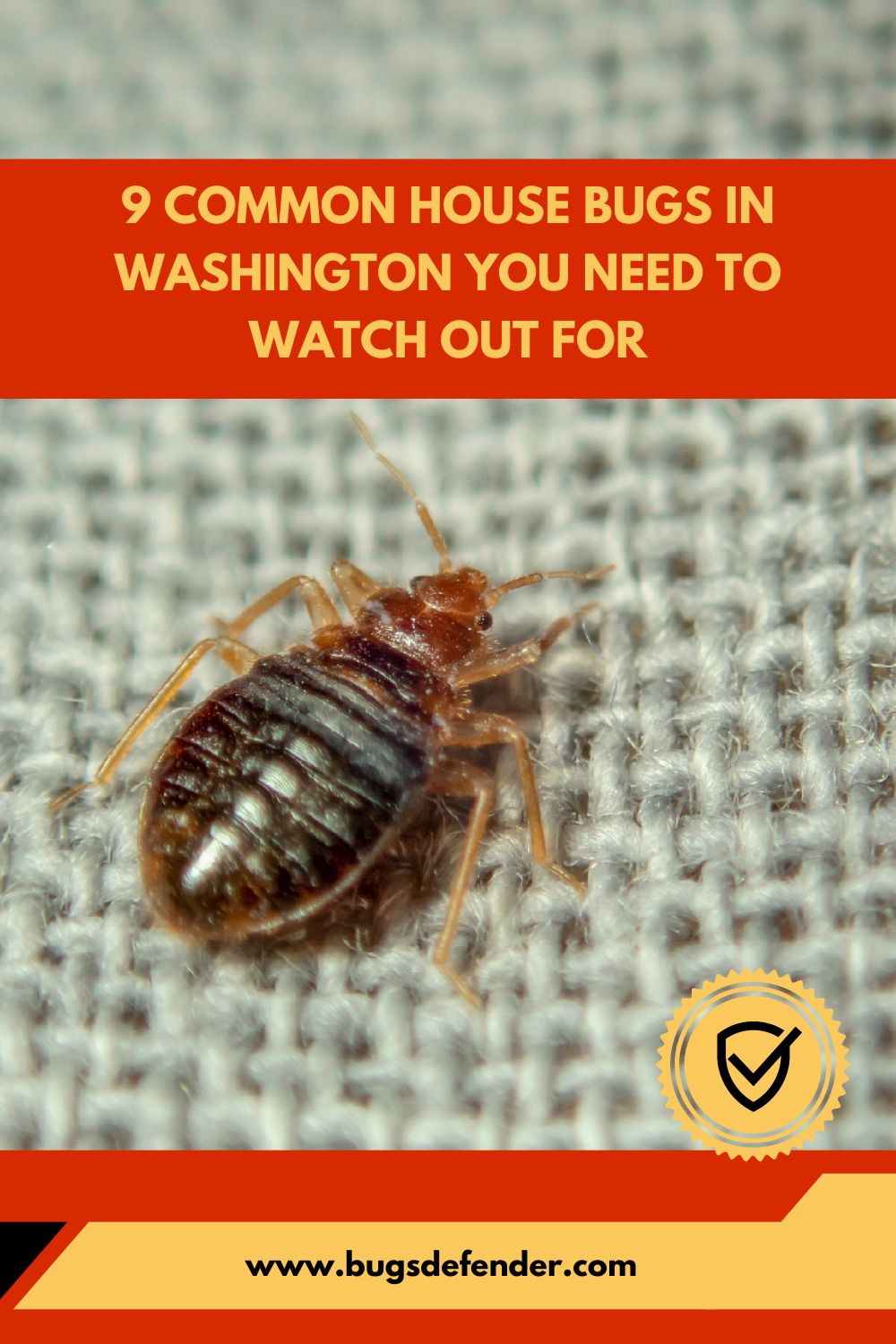 9 Common House Bugs in Washington You Need To Watch Out For pin2