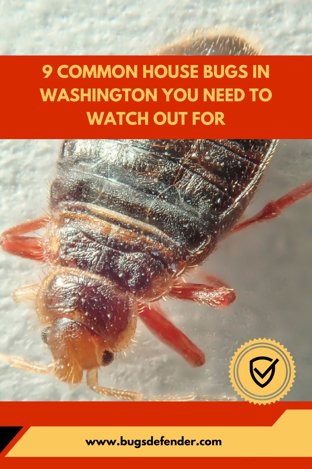 9 Common House Bugs in Washington You Need To Watch Out For
