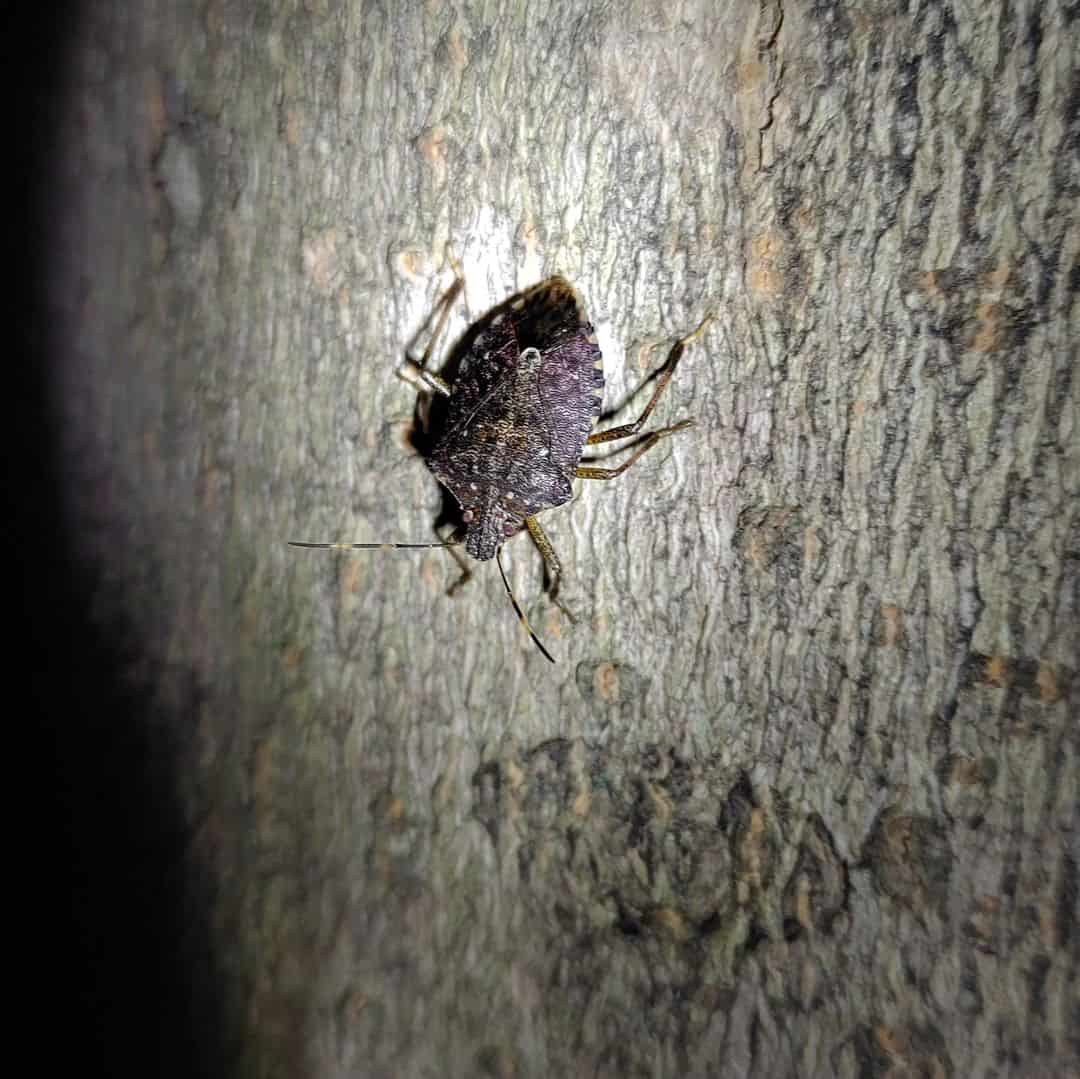 Brown Marmorated Stink Bug1