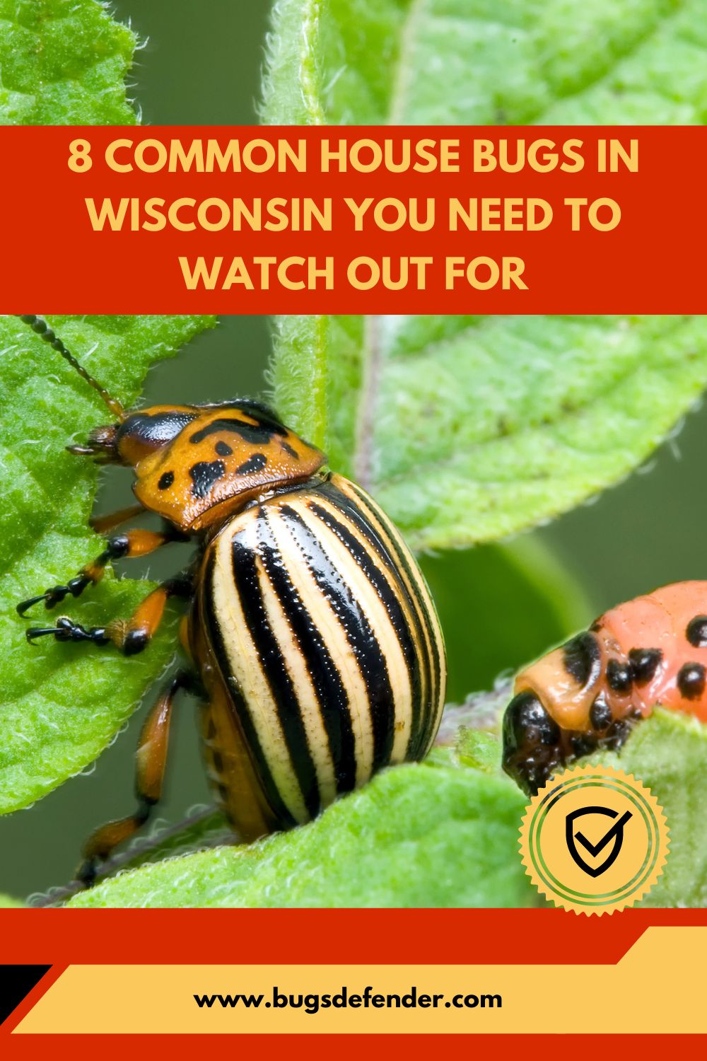 Common House Bugs in Wisconsin pin1