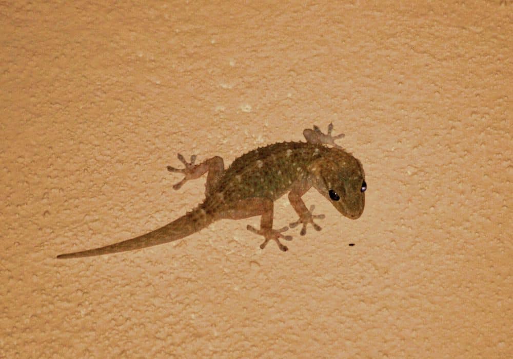 How to Get Rid of Gecko in House