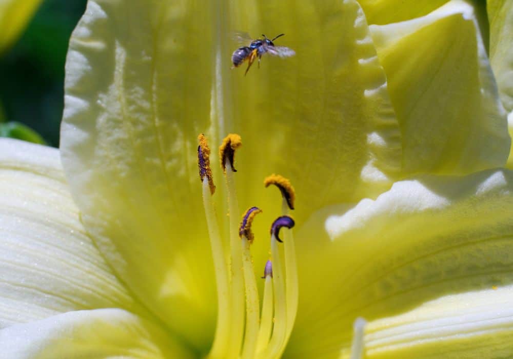 How to Get Rid of Sweat Bees