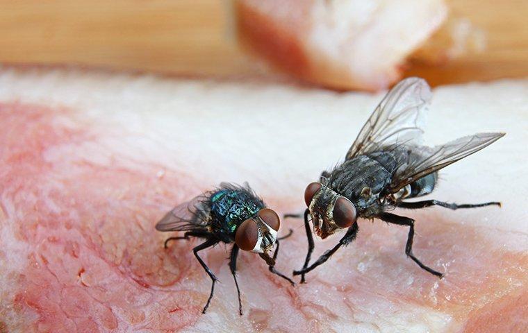 What Keeps Flies Away from Your Garbage Can?1