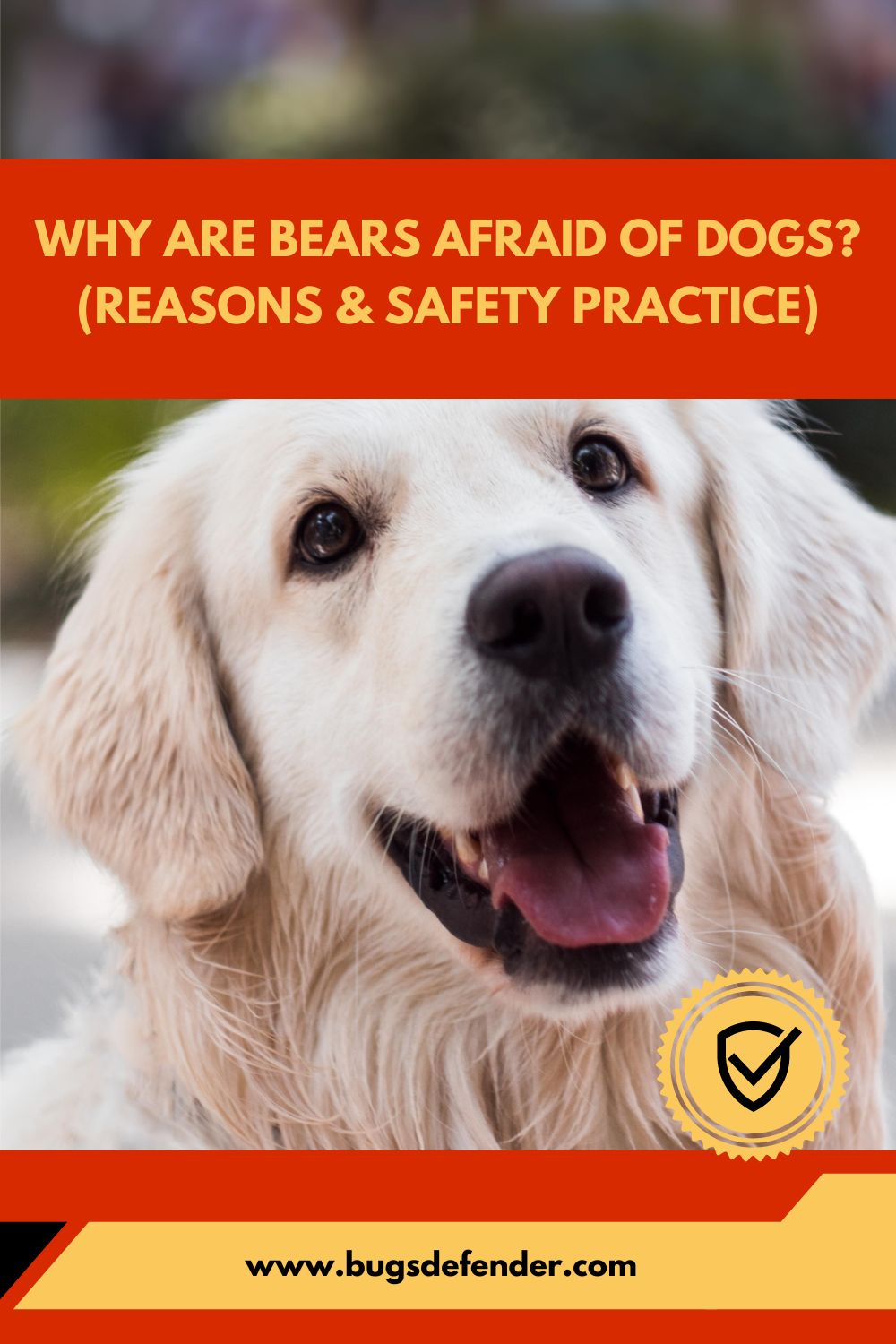 Why Are Bears Afraid Of Dogs? (Reasons & Safety Practice)