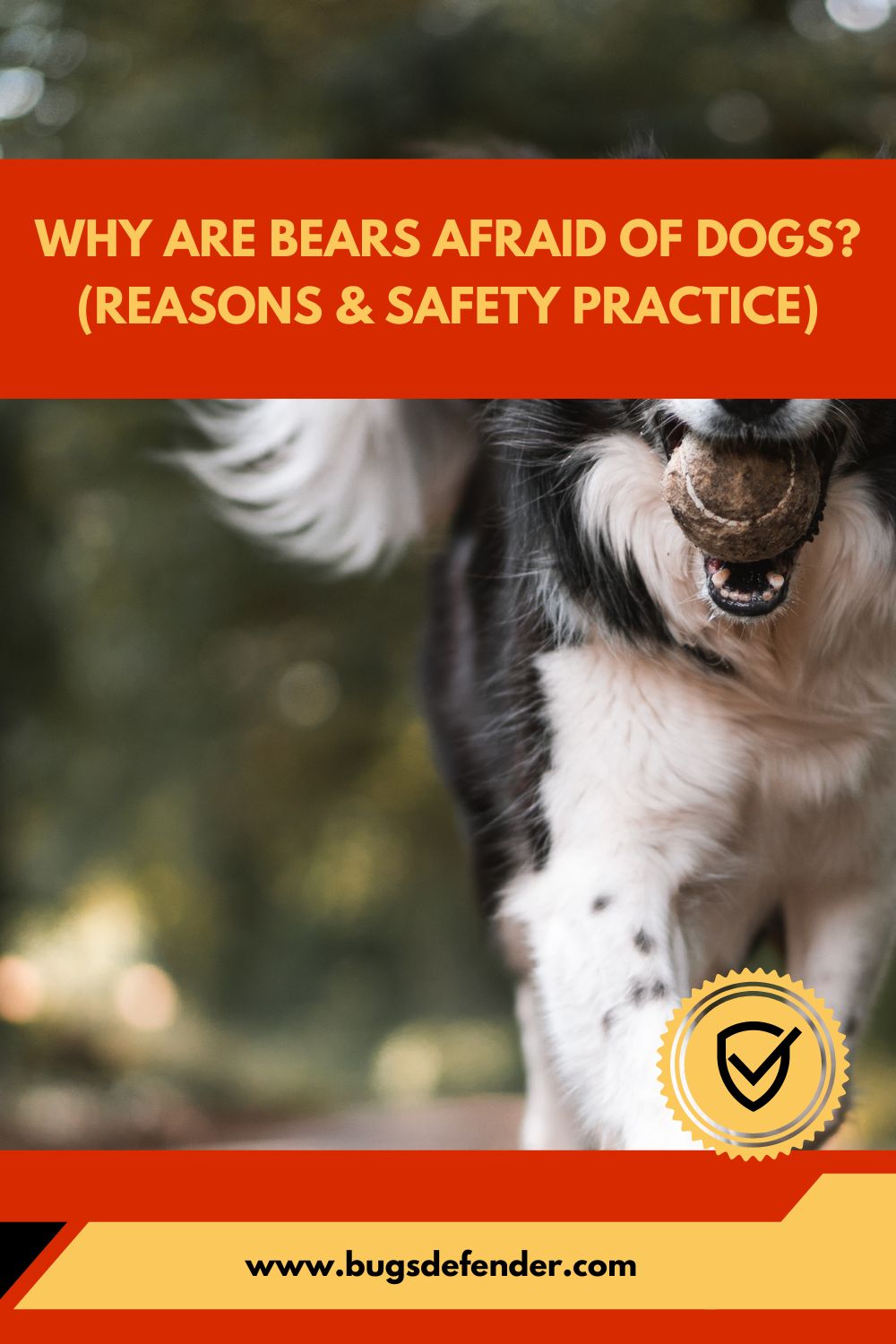 Why Are Bears Afraid Of Dogs (Reasons & Safety Practice) pin2