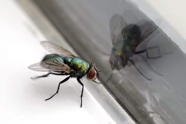 Why Did Flies Infest Your Garbage Can?1