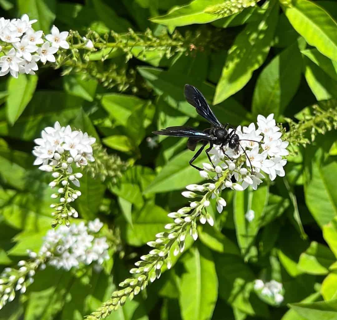 6-Effective-Ways-to-Get-Rid-of-Great-Black-Wasps1