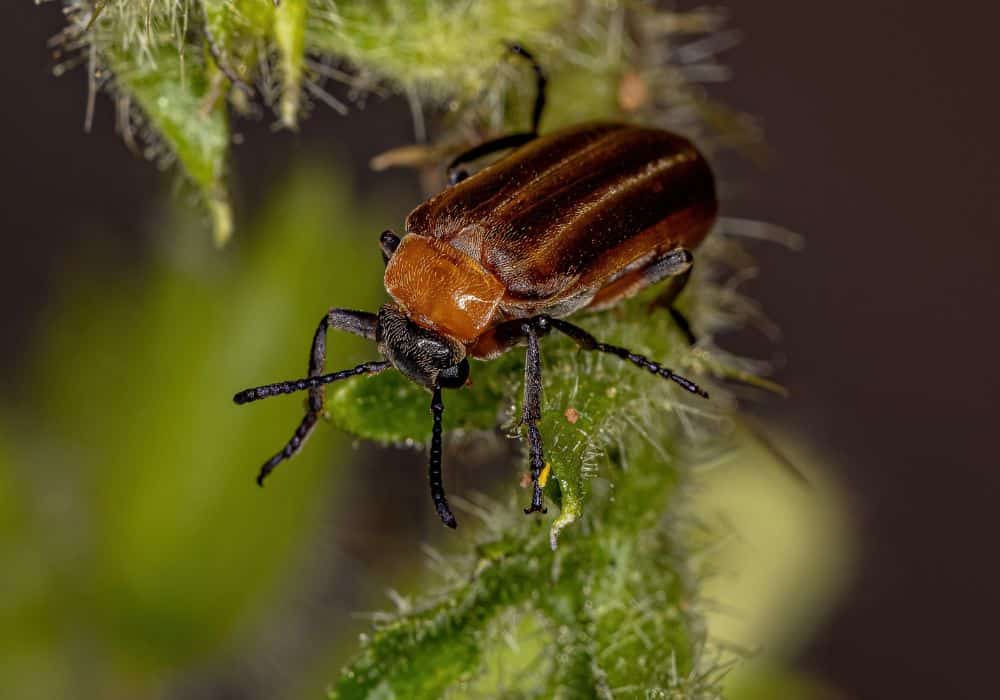 Are Blister Beetles Dangerous 1