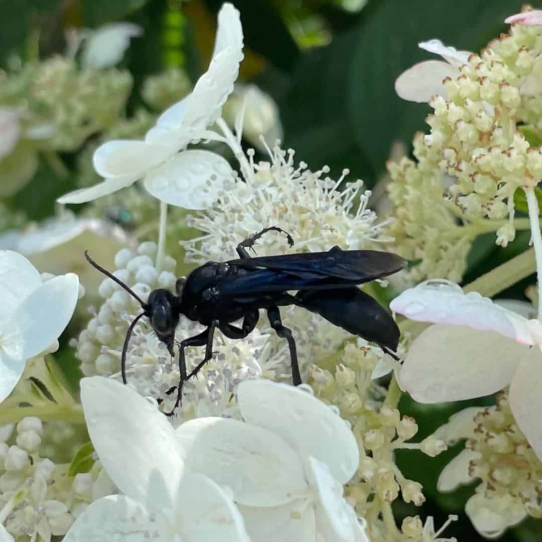 Are-Great-Black-Wasps-Dangerous-to-Humans1