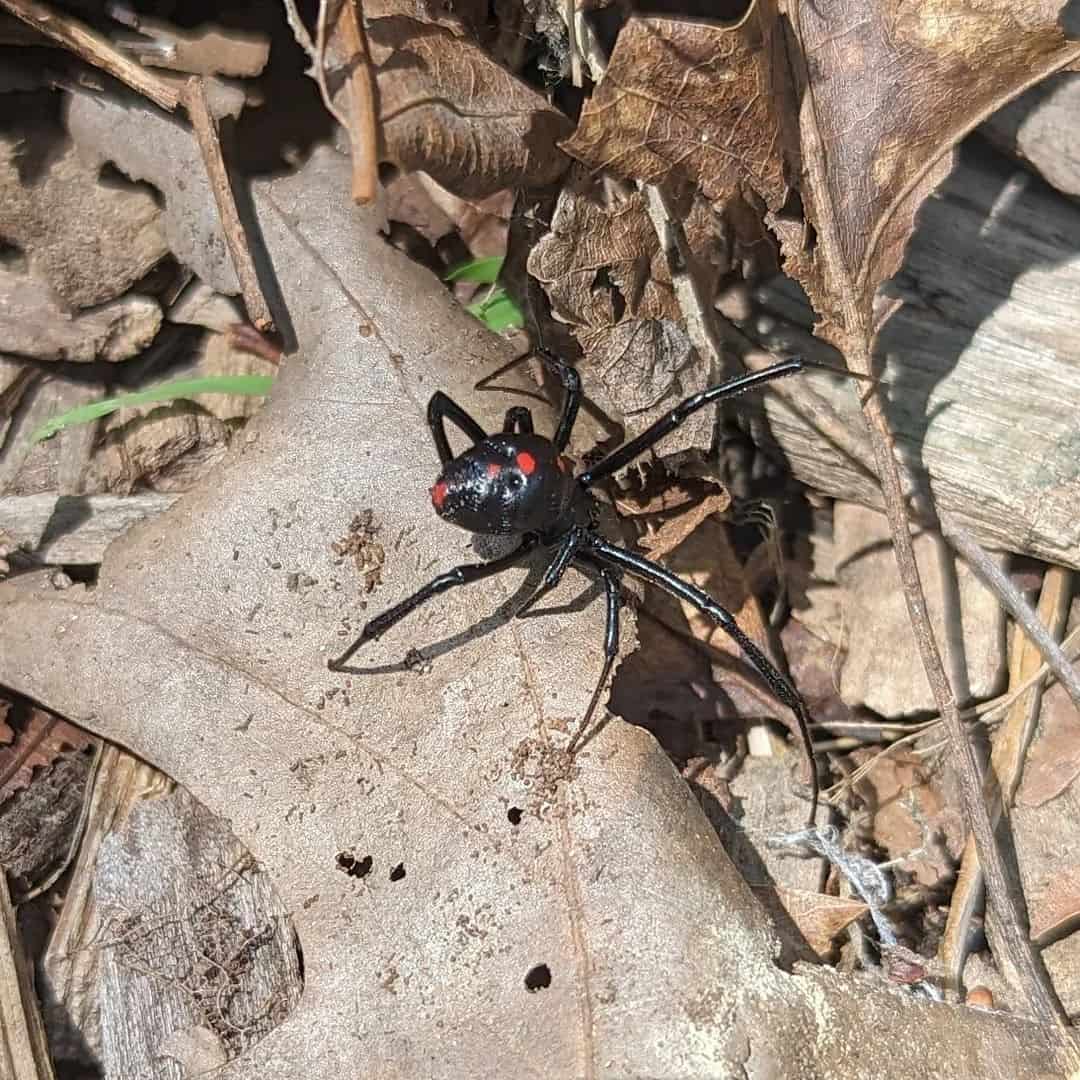 Black Widow Spider1