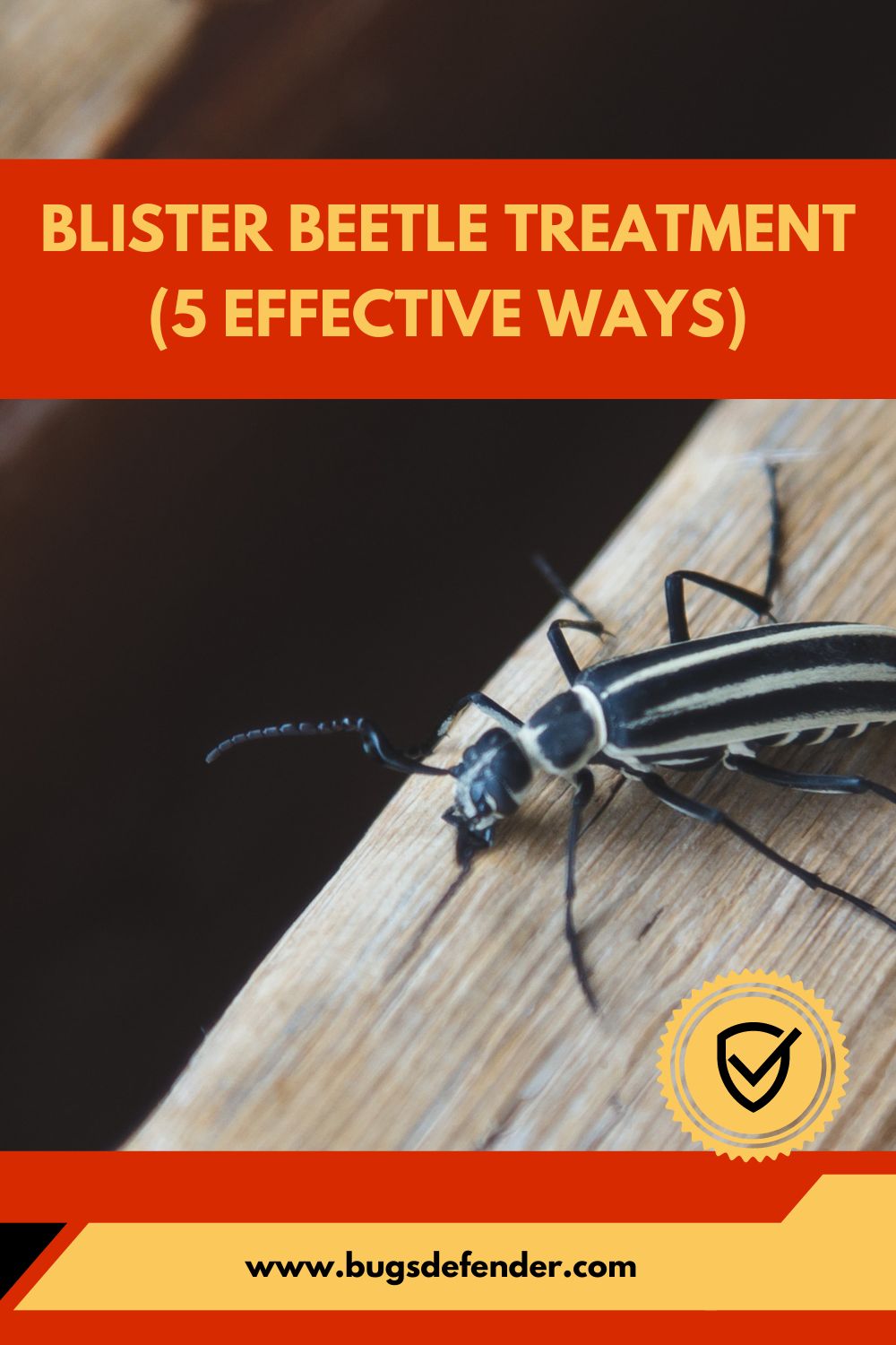 Blister Beetle Treatment (5 Effective Ways) pin 1