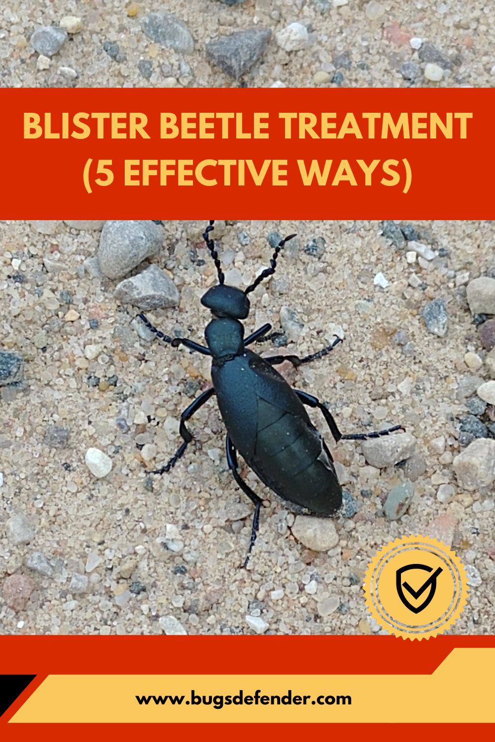 Blister Beetle Treatment (5 Effective Ways) pin 2