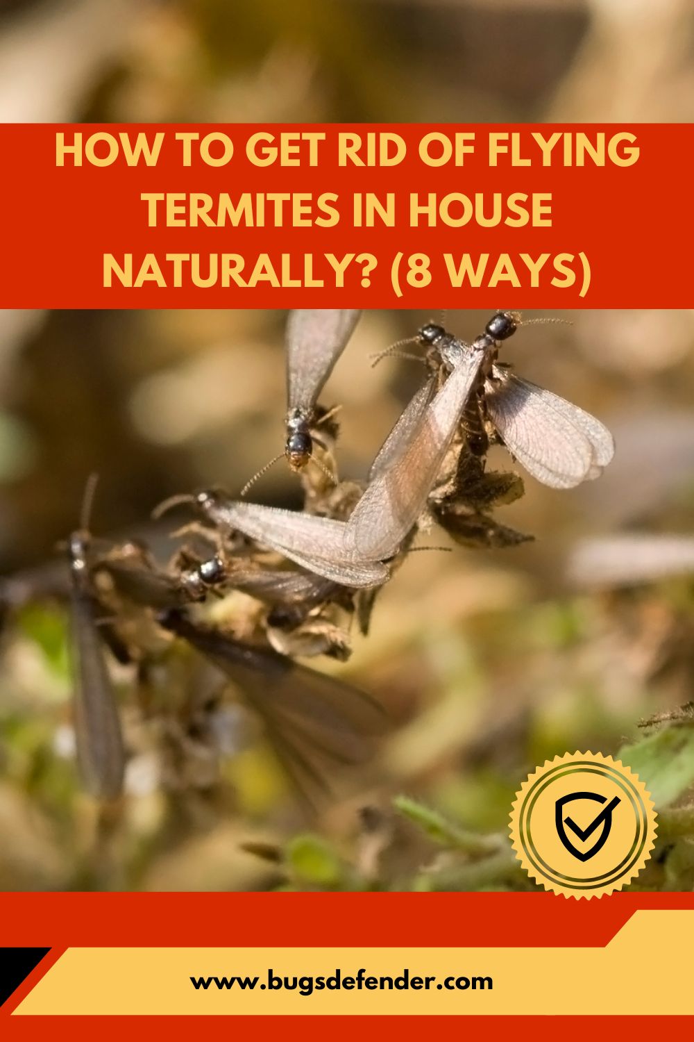 How To Get Rid Of Flying Termites In House Naturally? (8 Ways) pin2