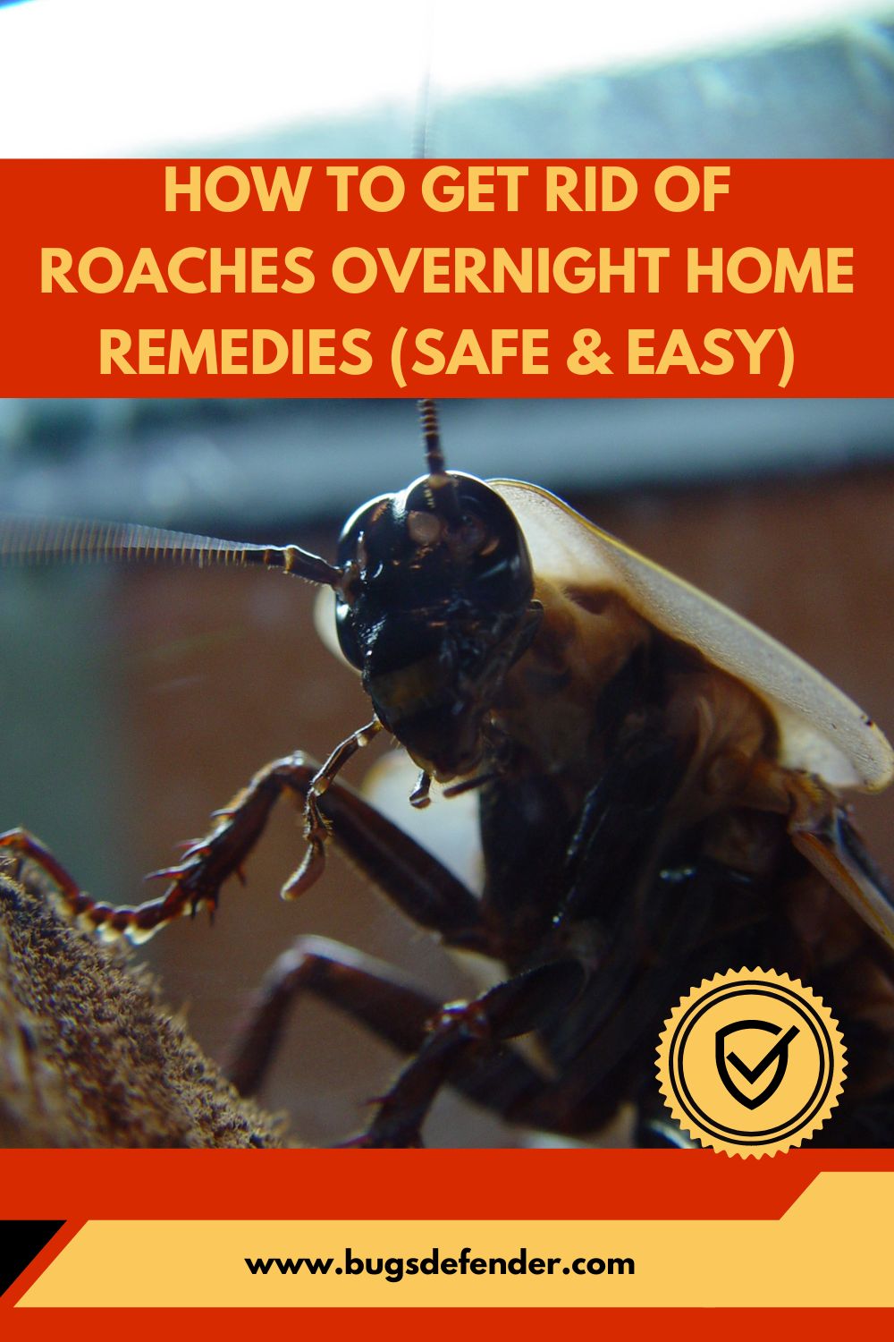 How To Get Rid Of Roaches Overnight Home Remedies (Safe & Easy) pin 2