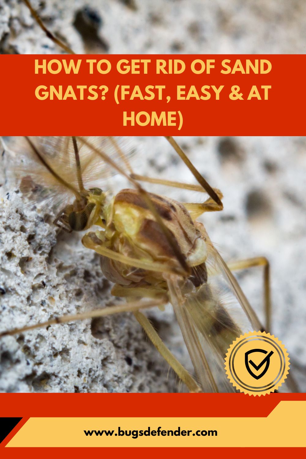 How To Get Rid Of Sand Gnats pin1