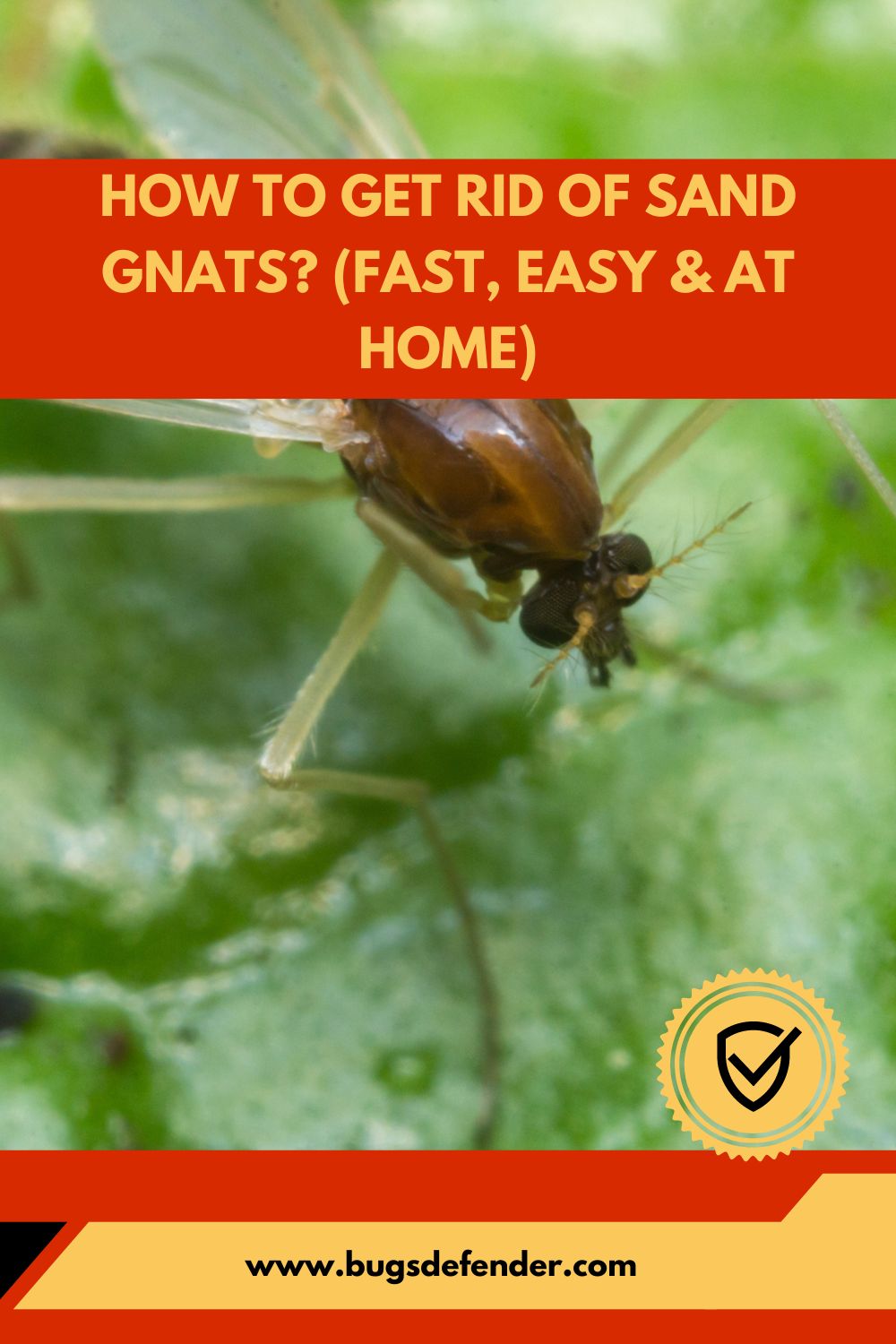 How To Get Rid Of Sand Gnats pin2