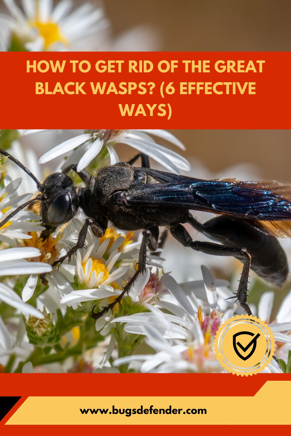 How To Get Rid of The Great Black Wasps (6 Effective Ways) pin1