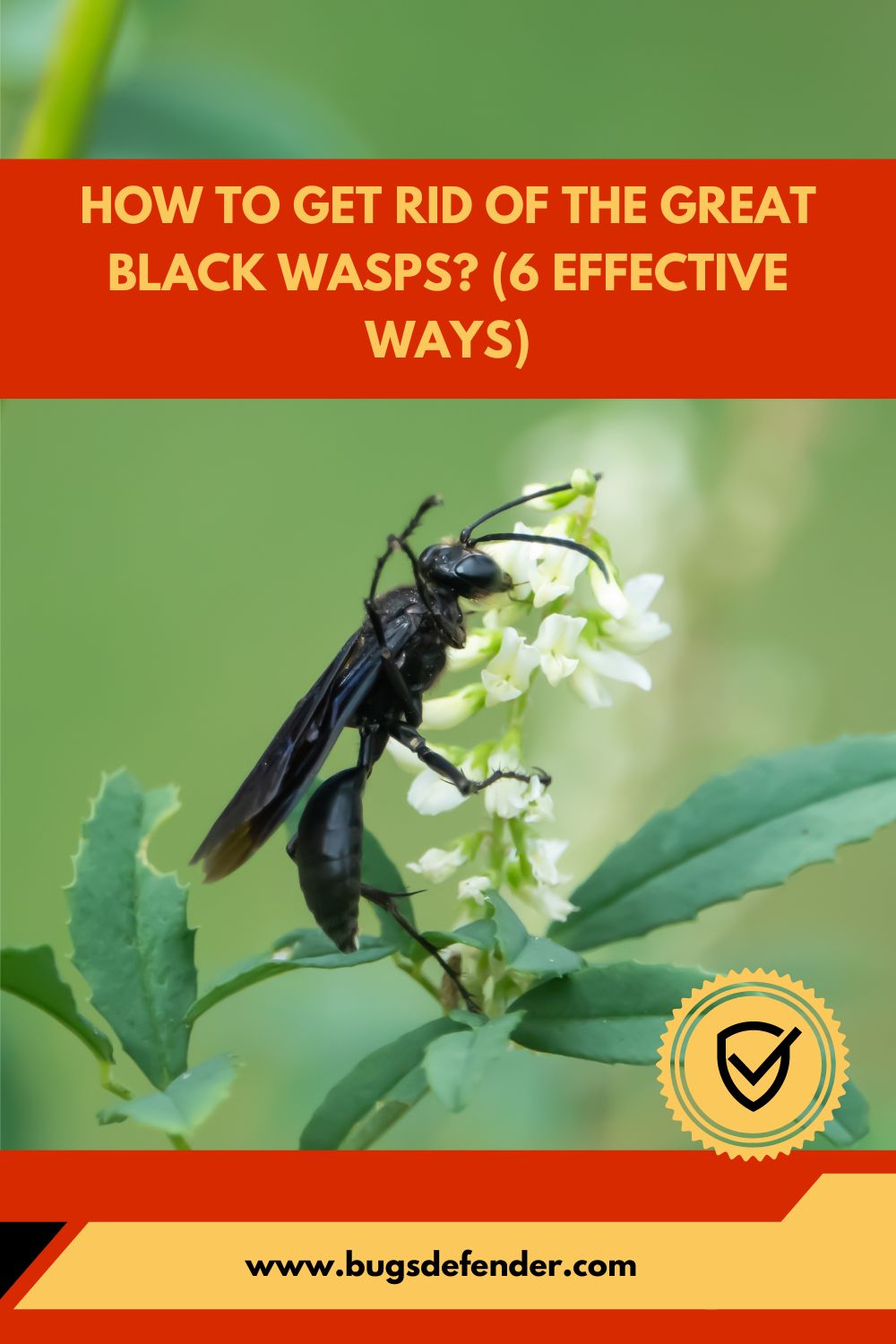 How To Get Rid of The Great Black Wasps (6 Effective Ways) pin2