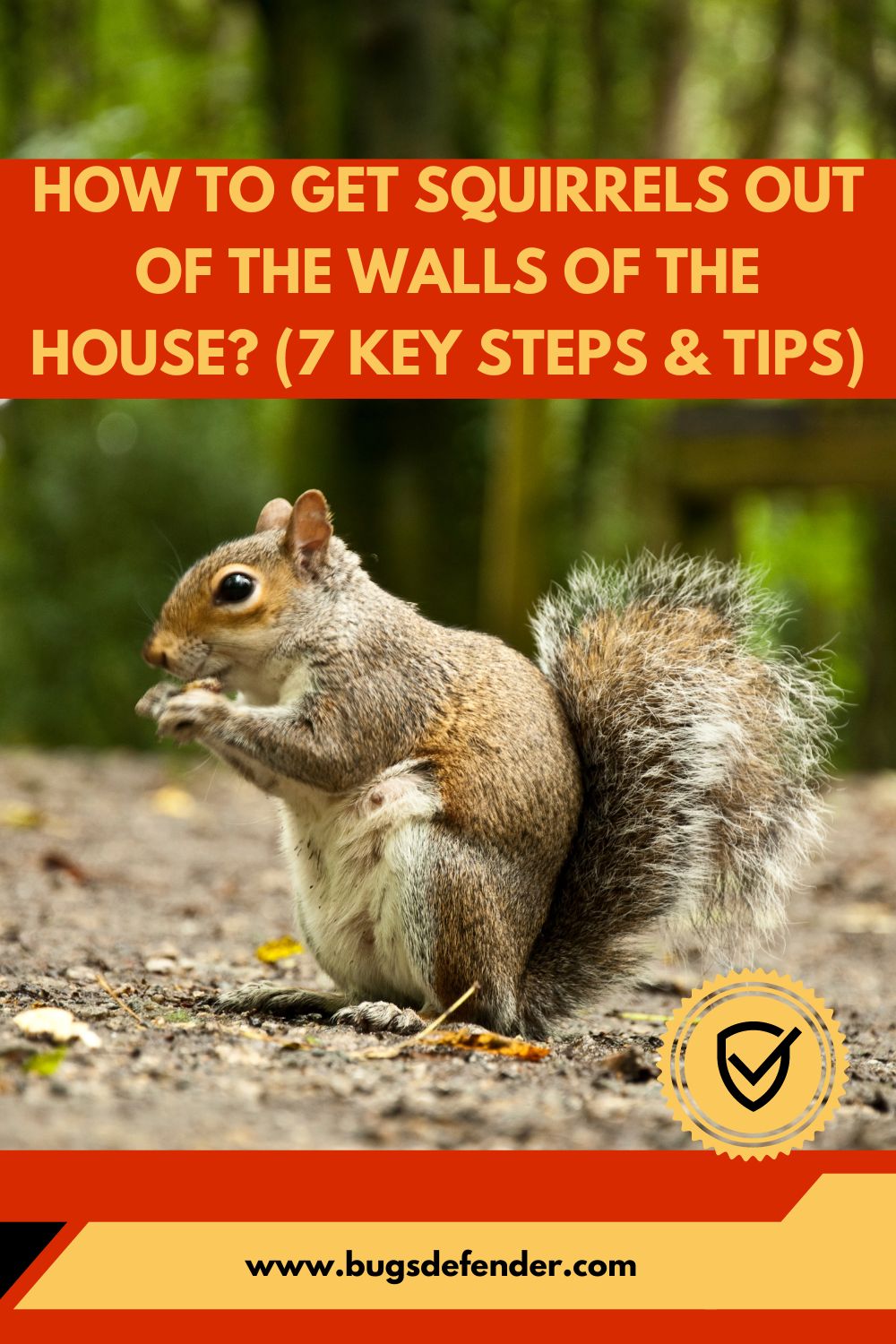 How To Get Squirrels Out of the Walls of the House? (7 Key Steps & Tips) pin 1