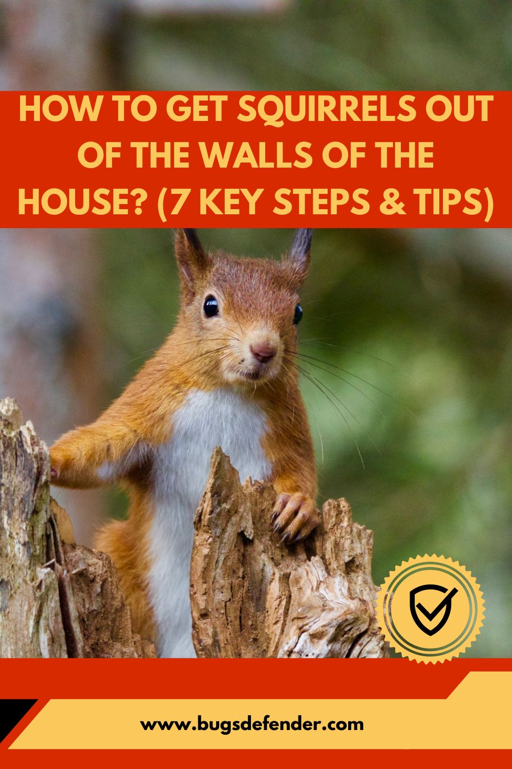 How To Get Squirrels Out of the Walls of the House? (7 Key Steps & Tips) pin 2