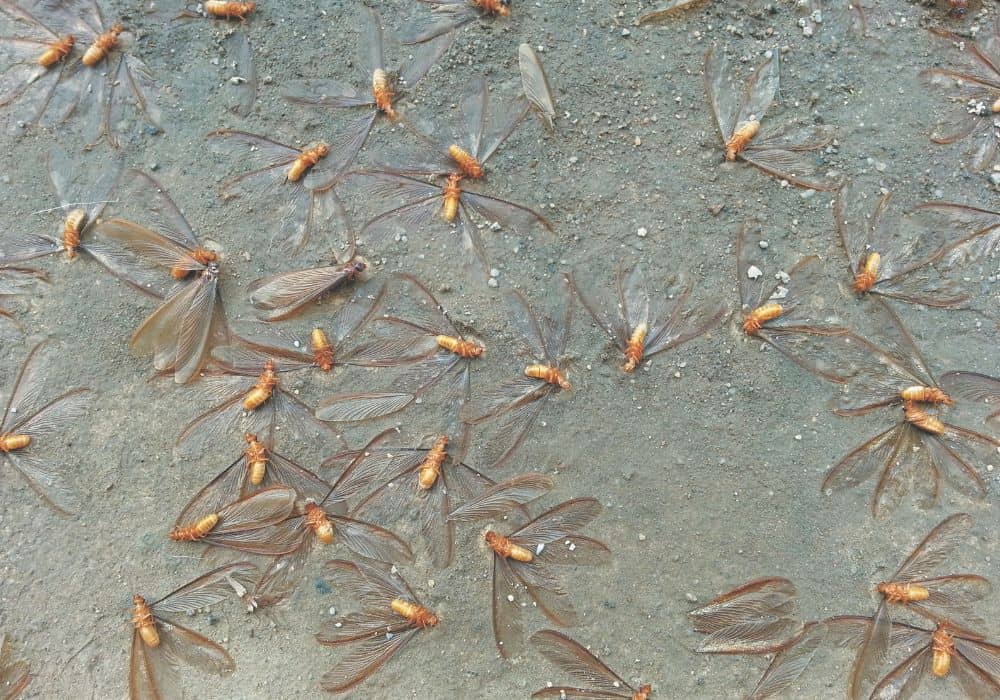 How to Get Rid of Flying Termites Naturally? 8 Proven Ways1