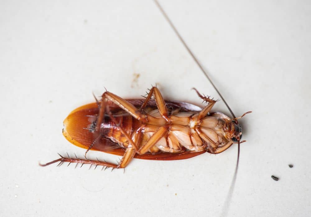 How to Keep Roaches Away at Night Naturally 1
