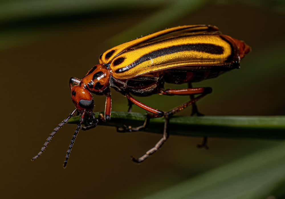 How to Treat Blister Beetle Dermatitis 1