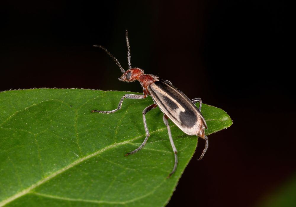 Proven Ways to Get Rid of Blister Beetle Infestation 1